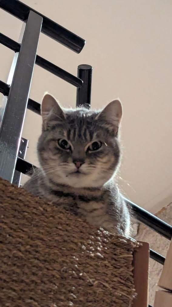 Photo de chat regardant droit dans les yeux